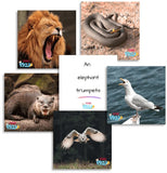 Teddo PLay Learning Cards - What is the word for that sound?